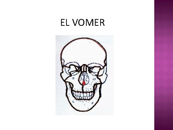 EL VOMER 