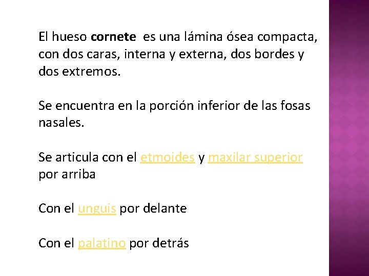 El hueso cornete es una lámina ósea compacta, con dos caras, interna y externa,