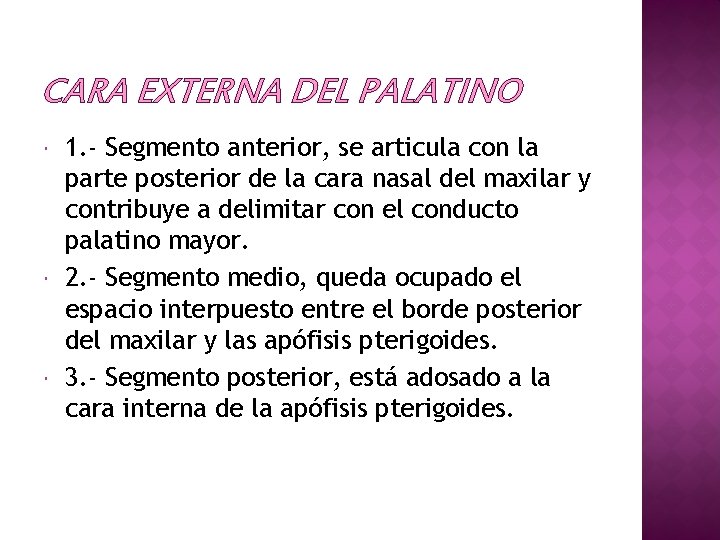 CARA EXTERNA DEL PALATINO 1. - Segmento anterior, se articula con la parte posterior