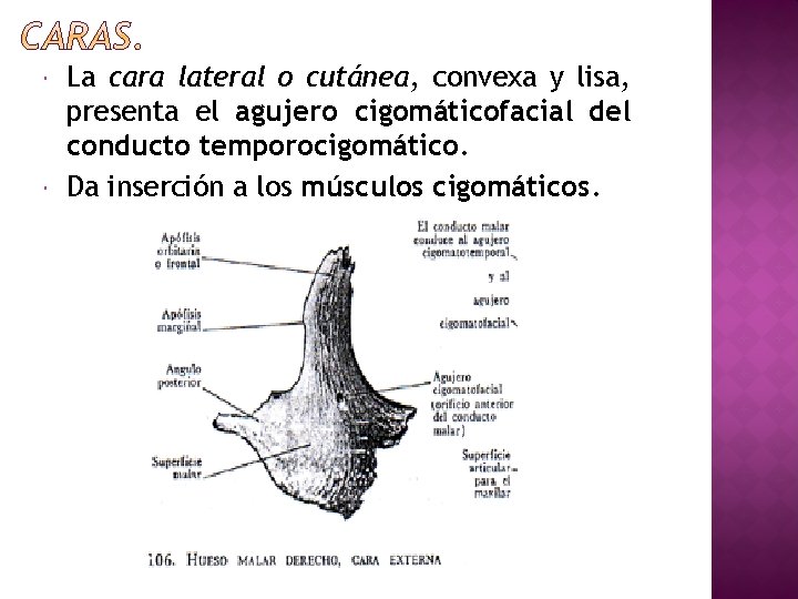  La cara lateral o cutánea, convexa y lisa, presenta el agujero cigomáticofacial del