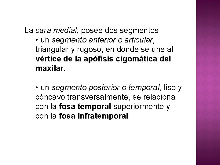 La cara medial, posee dos segmentos • un segmento anterior o articular, triangular y