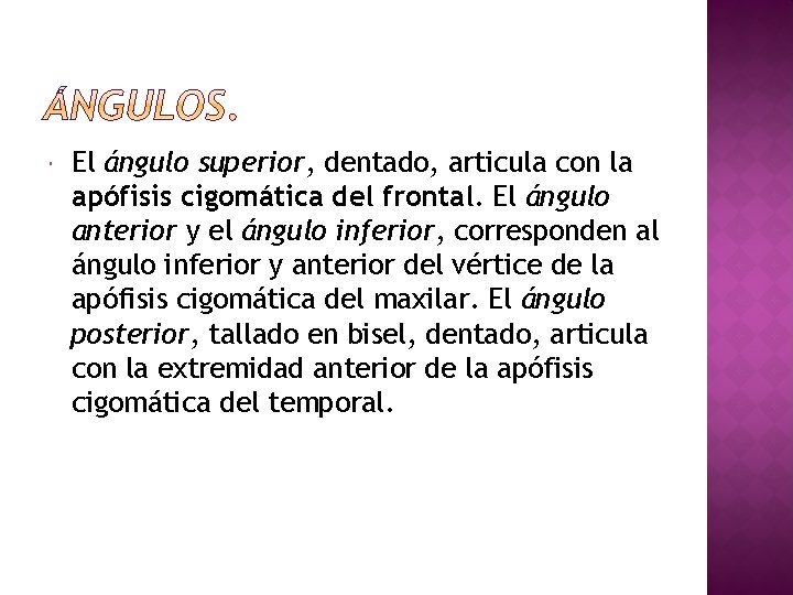  El ángulo superior, dentado, articula con la apófisis cigomática del frontal. El ángulo