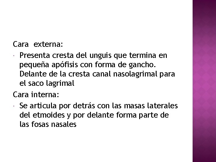 Cara externa: Presenta cresta del unguis que termina en pequeña apófisis con forma de