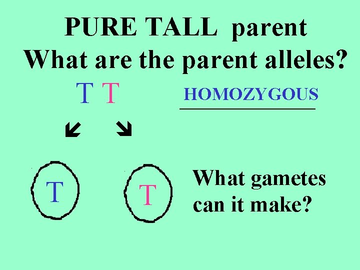 PURE TALL parent What are the parent alleles? TT T HOMOZYGOUS _____ T What