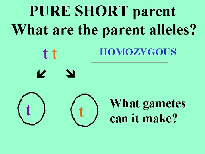 PURE SHORT parent What are the parent alleles? tt t HOMOZYGOUS _____ t What