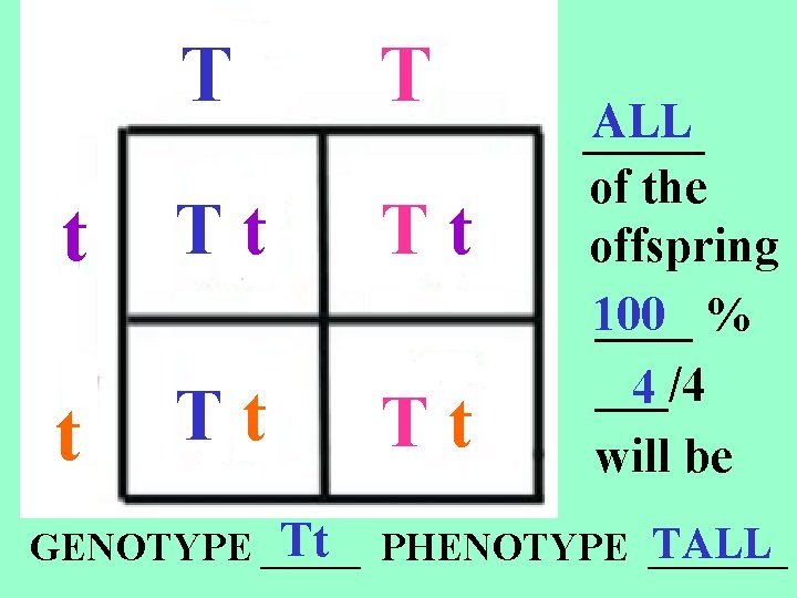 T T t Tt Tt ALL _____ of the offspring 100 ____ % ___/4