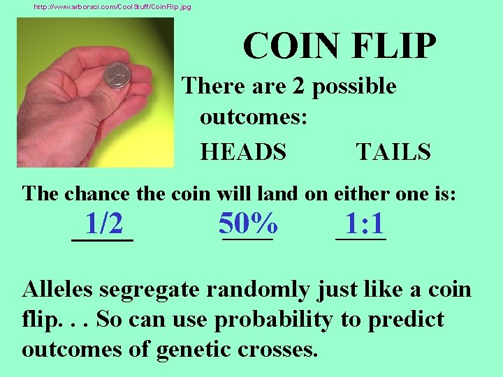 http: //www. arborsci. com/Cool. Stuff/Coin. Flip. jpg COIN FLIP There are 2 possible outcomes: