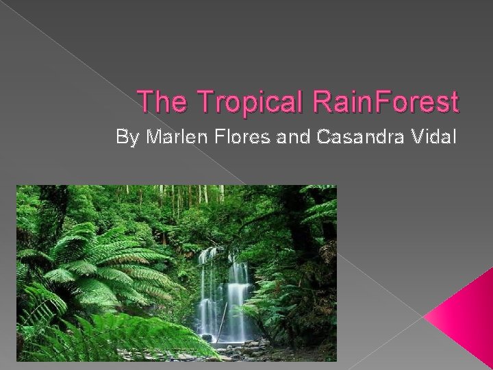 The Tropical Rain. Forest By Marlen Flores and Casandra Vidal 