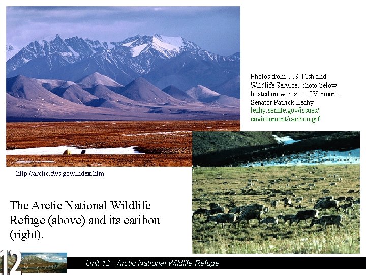 Photos from U. S. Fish and Wildlife Service; photo below hosted on web site