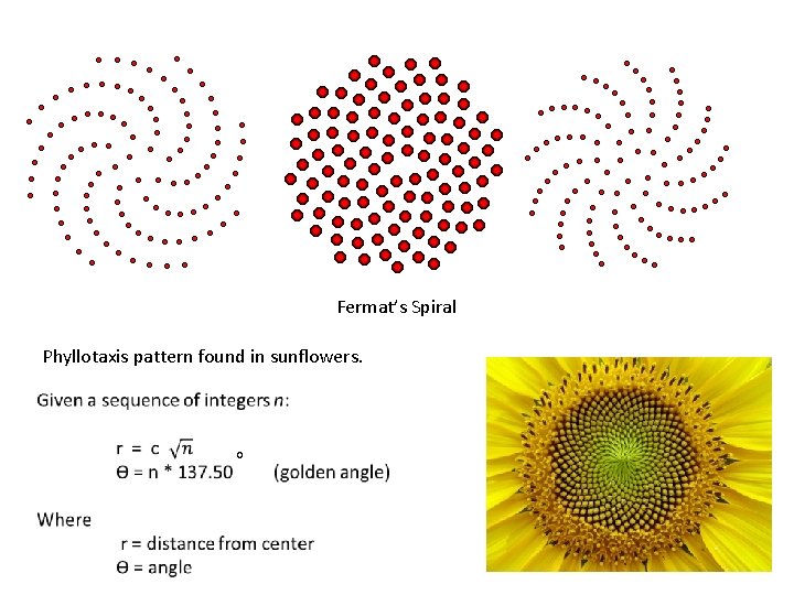Fermat’s Spiral Phyllotaxis pattern found in sunflowers. o 