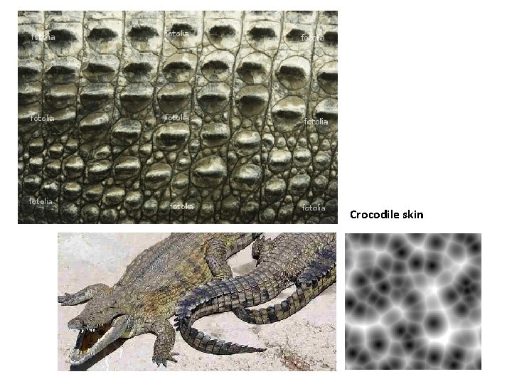 Crocodile skin 