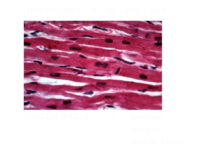 THE CONTROL OF THE HEART BEAT CARDIAC MUSCLE * branched * myogenic * does