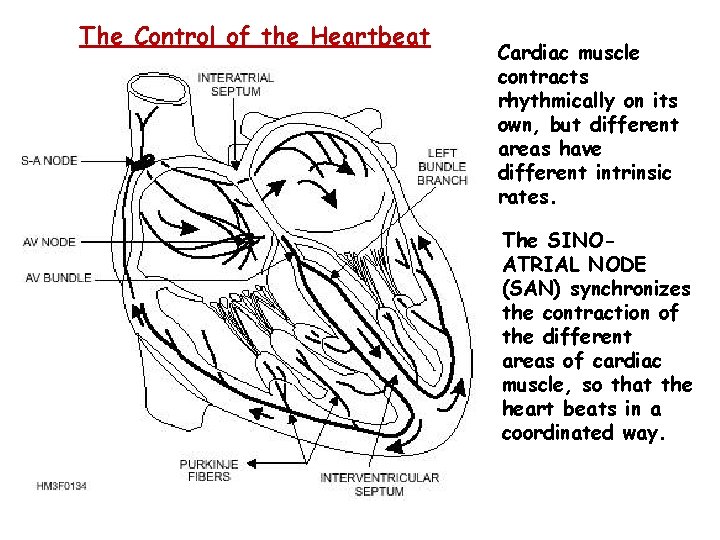 The Control of the Heartbeat Cardiac muscle contracts rhythmically on its own, but different