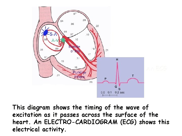 An ECG This diagram shows the timing of the wave of excitation as it