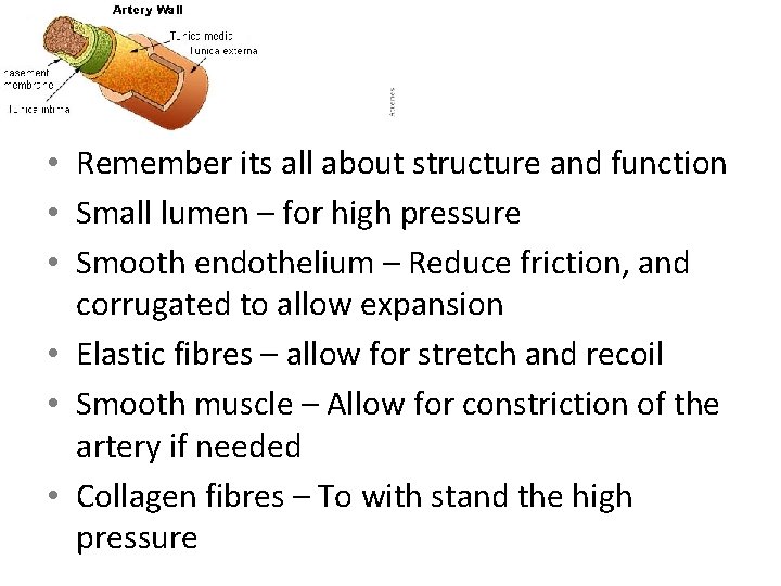  • Remember its all about structure and function • Small lumen – for