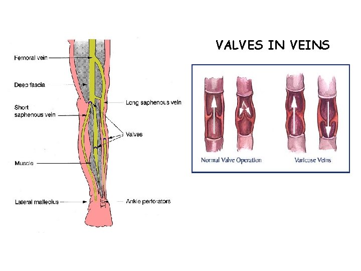 VALVES IN VEINS 