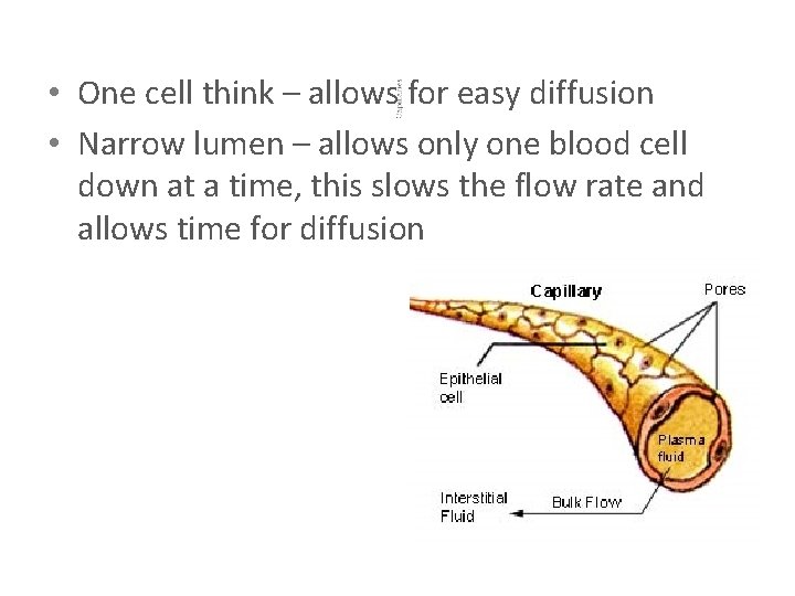  • One cell think – allows for easy diffusion • Narrow lumen –