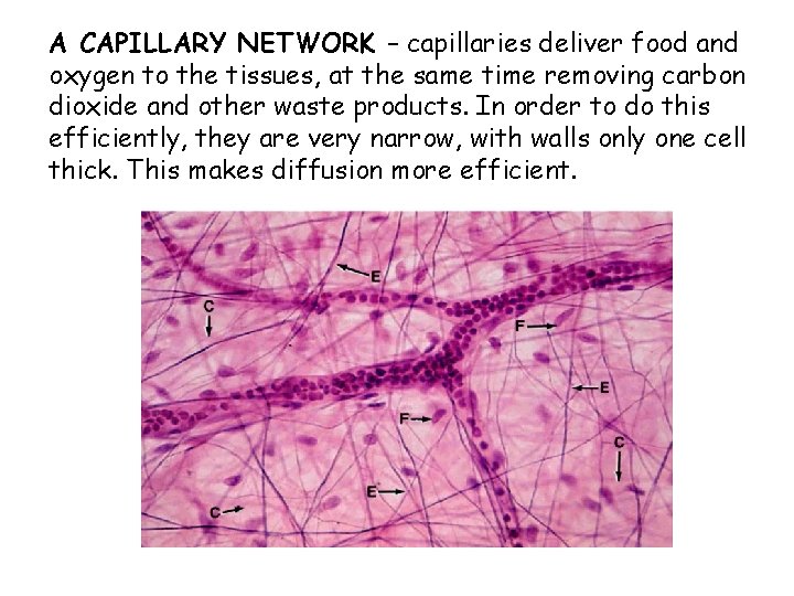 A CAPILLARY NETWORK – capillaries deliver food and oxygen to the tissues, at the