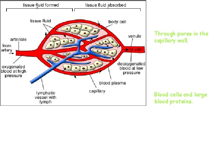 HOW DOES FLUID GET OUT OF THE CAPILLARY? Through pores in the capillary wall.