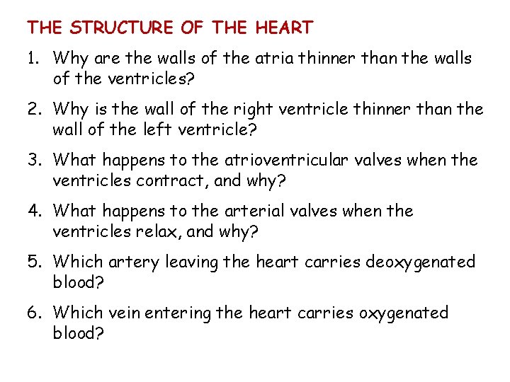 THE STRUCTURE OF THE HEART 1. Why are the walls of the atria thinner