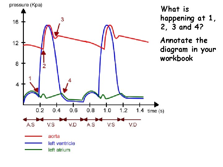 What is happening at 1, 2, 3 and 4? Annotate the diagram in your