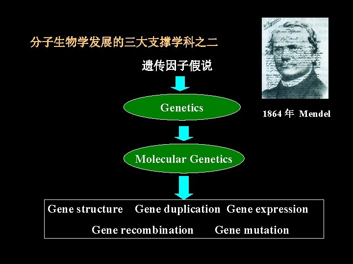 分子生物学发展的三大支撑学科之二 遗传因子假说 Genetics 1864 年 Mendel Molecular Genetics Gene structure Gene duplication Gene expression