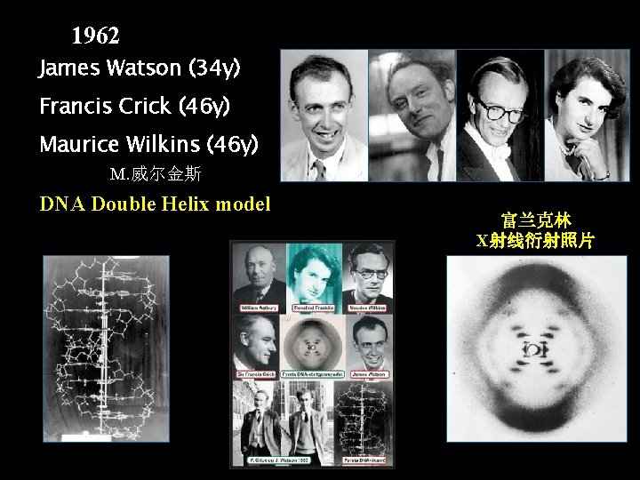 1962 James Watson (34 y) Francis Crick (46 y) Maurice Wilkins (46 y) M.