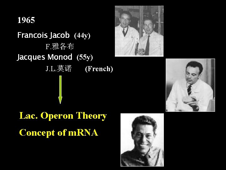 1965 Francois Jacob (44 y) F. 雅各布 Jacques Monod (55 y) J. L. 莫诺