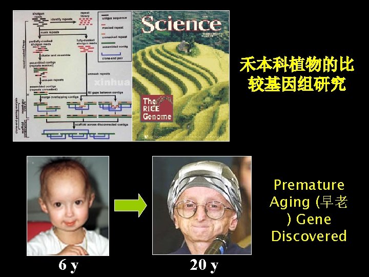禾本科植物的比 较基因组研究 Premature Aging (早老 ) Gene Discovered 6 y 20 y 