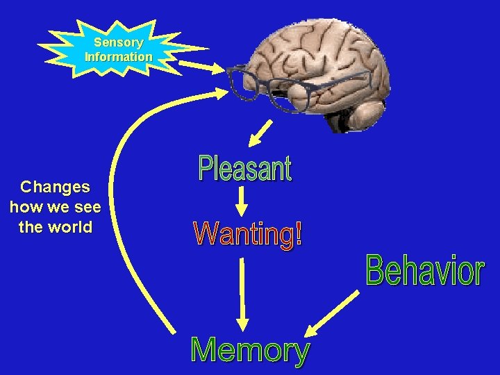 Sensory Information Changes how we see the world 