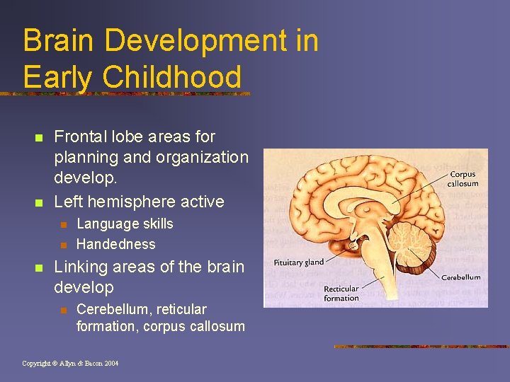 Brain Development in Early Childhood n n Frontal lobe areas for planning and organization