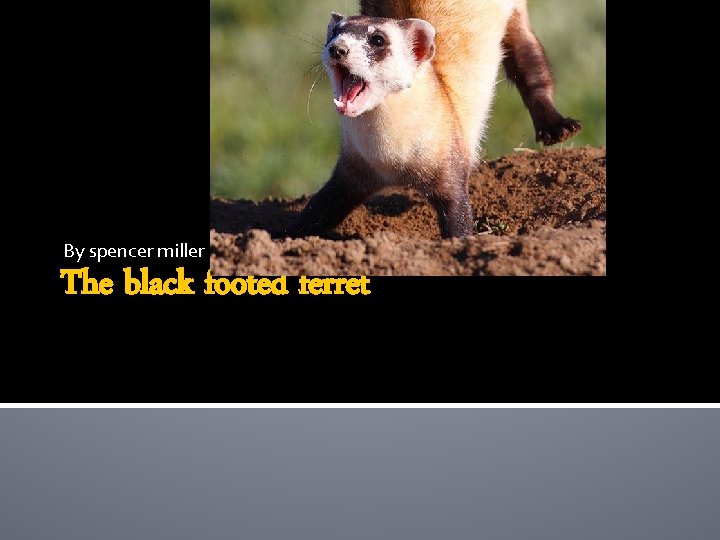 By spencer miller The black footed ferret 