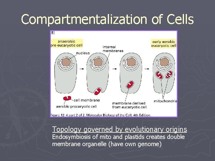 Compartmentalization of Cells Topology governed by evolutionary origins Endosymbiosis of mito and plastids creates