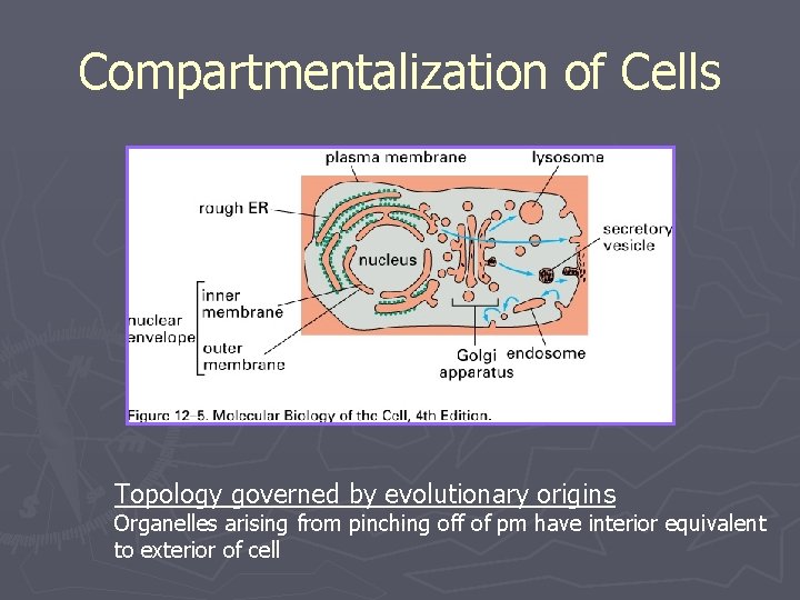 Compartmentalization of Cells Topology governed by evolutionary origins Organelles arising from pinching off of