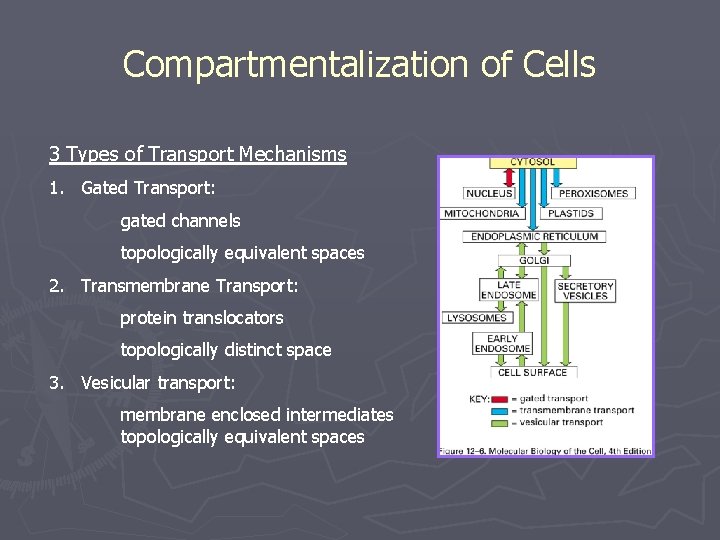 Compartmentalization of Cells 3 Types of Transport Mechanisms 1. Gated Transport: gated channels topologically