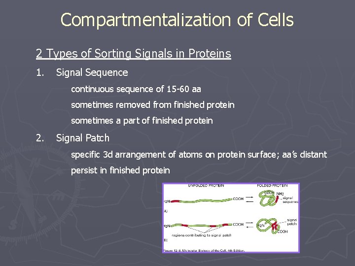Compartmentalization of Cells 2 Types of Sorting Signals in Proteins 1. Signal Sequence continuous