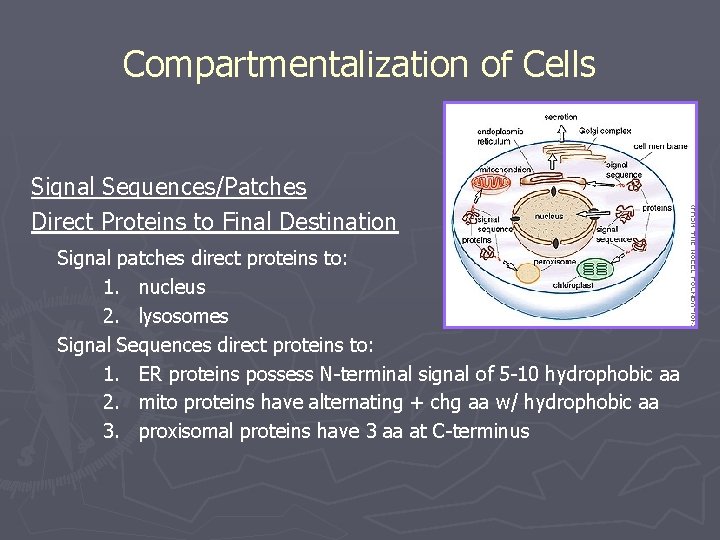 Compartmentalization of Cells Signal Sequences/Patches Direct Proteins to Final Destination Signal patches direct proteins