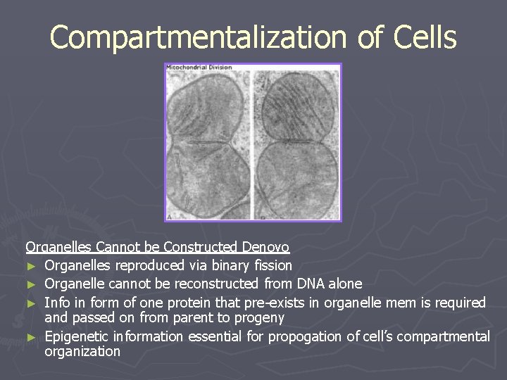 Compartmentalization of Cells Organelles Cannot be Constructed Denovo ► Organelles reproduced via binary fission