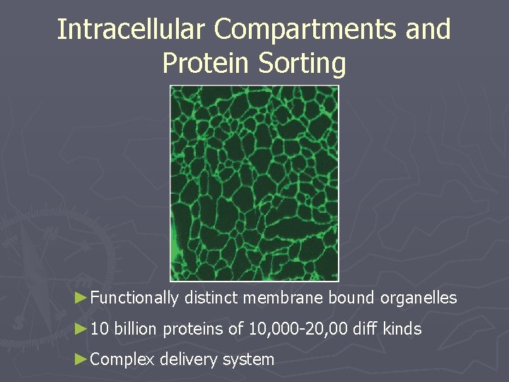 Intracellular Compartments and Protein Sorting ►Functionally distinct membrane bound organelles ► 10 billion proteins