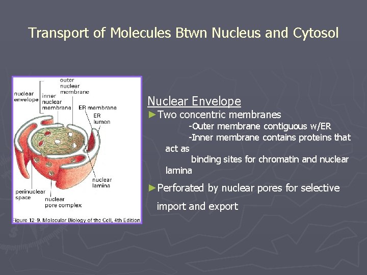 Transport of Molecules Btwn Nucleus and Cytosol Nuclear Envelope ►Two concentric membranes -Outer membrane