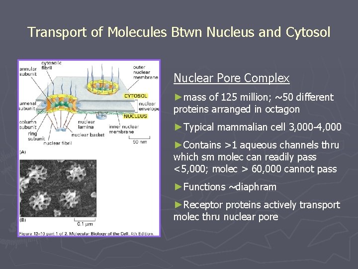 Transport of Molecules Btwn Nucleus and Cytosol Nuclear Pore Complex ►mass of 125 million;