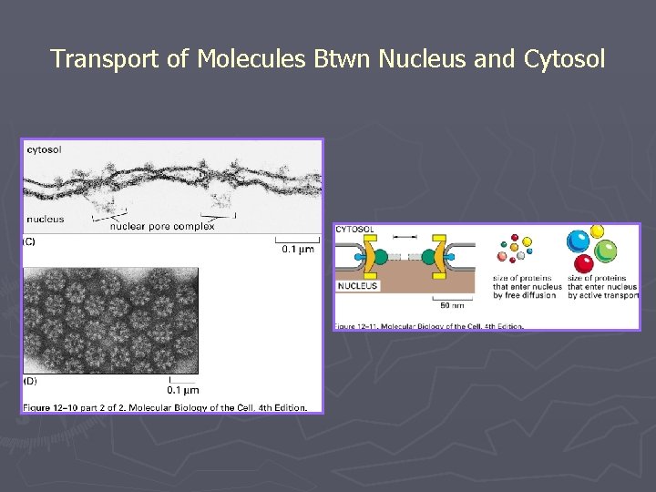 Transport of Molecules Btwn Nucleus and Cytosol 