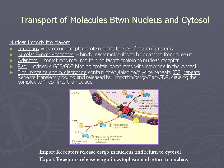 Transport of Molecules Btwn Nucleus and Cytosol Nuclear Import- the players ► Importins =