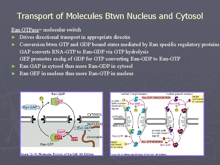 Transport of Molecules Btwn Nucleus and Cytosol Ran GTPase= molecular switch ► Drives directional