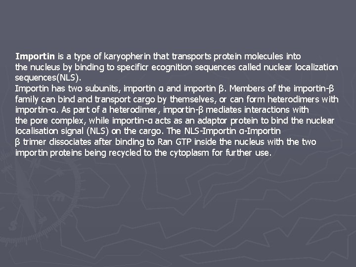 Importin is a type of karyopherin that transports protein molecules into the nucleus by