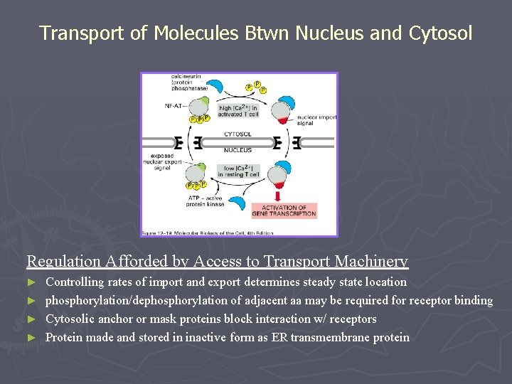 Transport of Molecules Btwn Nucleus and Cytosol Regulation Afforded by Access to Transport Machinery