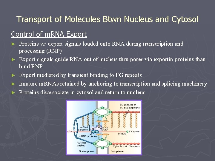 Transport of Molecules Btwn Nucleus and Cytosol Control of m. RNA Export ► ►