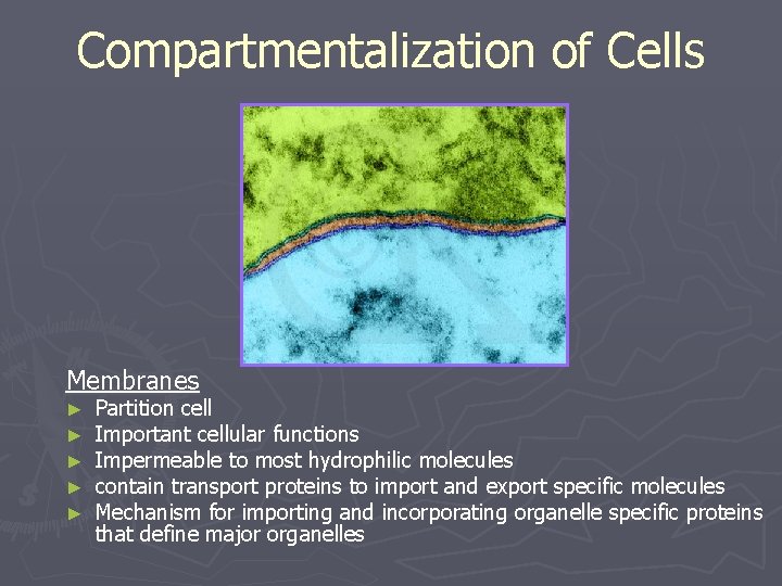 Compartmentalization of Cells Membranes ► ► ► Partition cell Important cellular functions Impermeable to