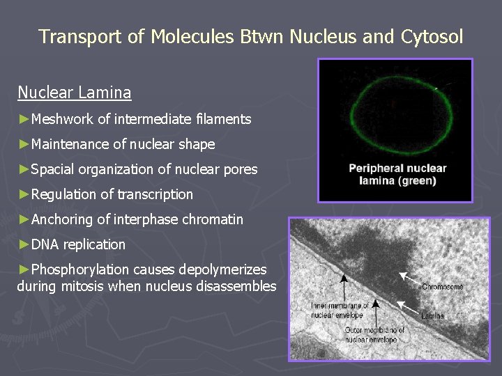 Transport of Molecules Btwn Nucleus and Cytosol Nuclear Lamina ►Meshwork of intermediate filaments ►Maintenance