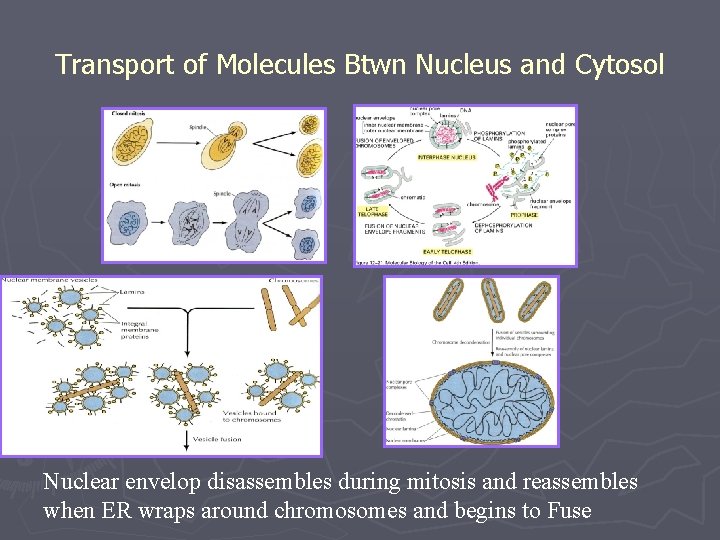 Transport of Molecules Btwn Nucleus and Cytosol Nuclear envelop disassembles during mitosis and reassembles